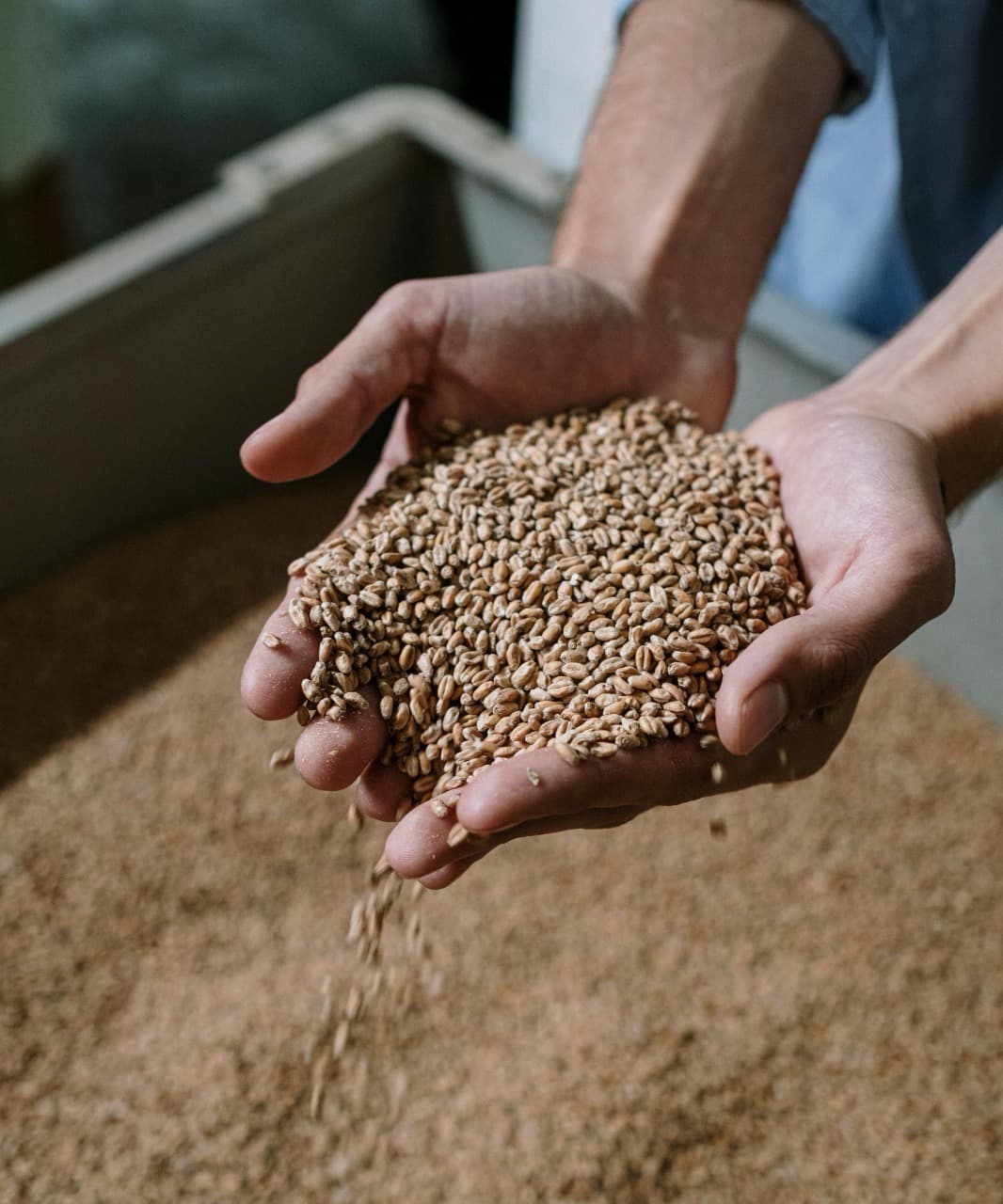 Distillers Dried Grains with Solubles